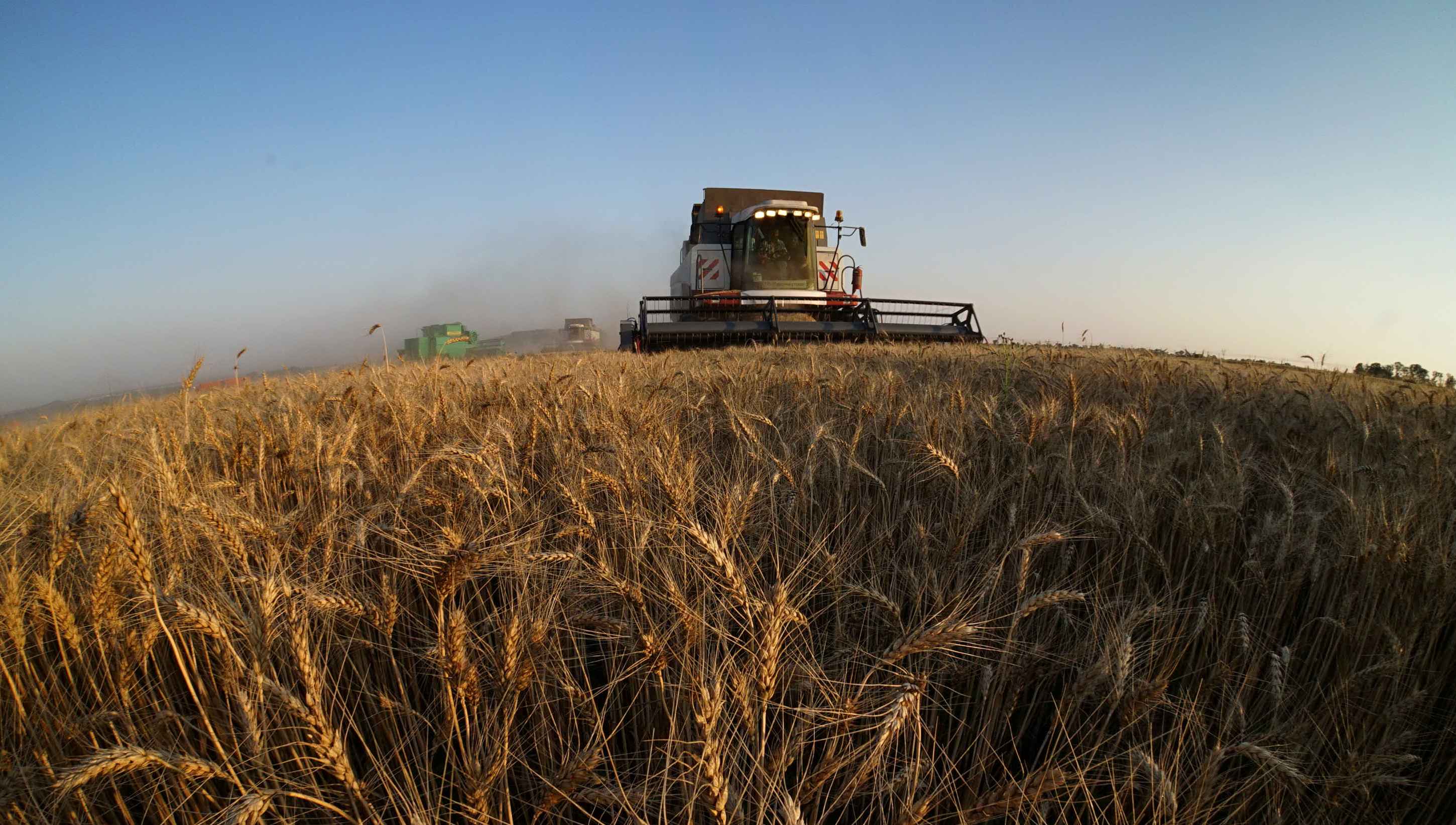 В наших сельхозпредприятиях собирают урожай пшеницы. Фоторепортаж