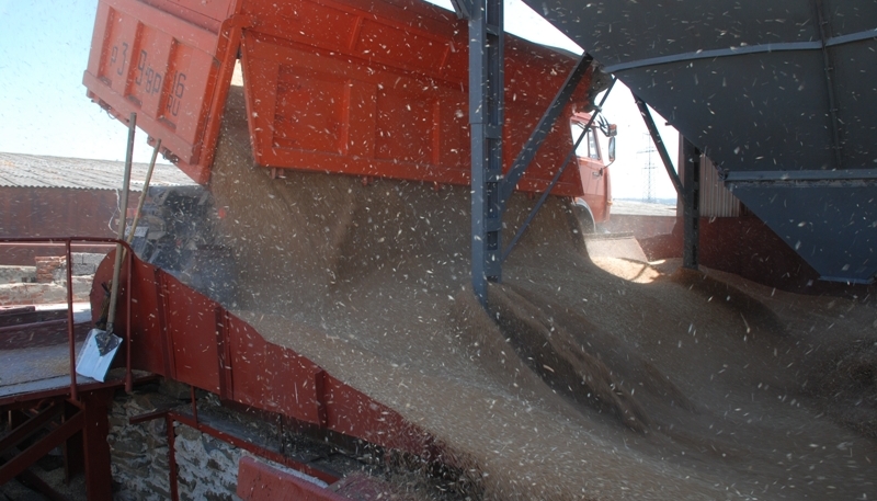 В хозяйстве Бизона «Заря Дона» урожайность пшеницы превысила 50 ц/га