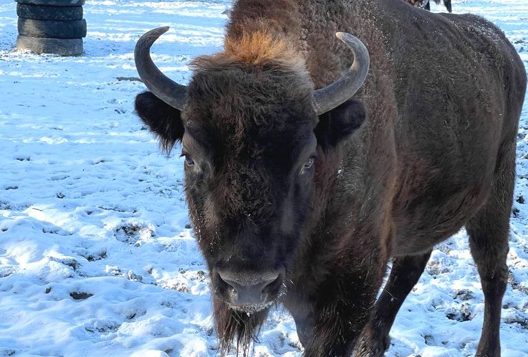 Bison which name Multik began the second year