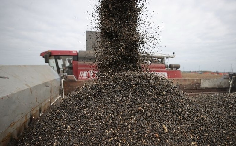 The holding's agricultural enterprises received high sunflower yields